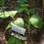 Cypripedium reginae